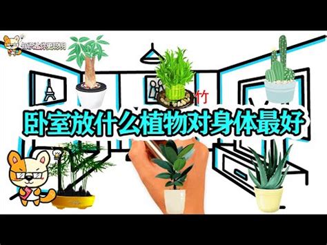 睡房植物